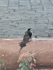 Nectarinia kilimensis