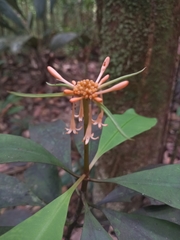 Carapichea ligularis