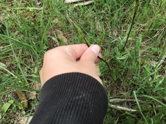 Diuris pardina