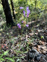 Physostegia virginiana
