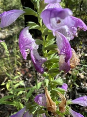 Physostegia virginiana