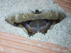 Feigeria maculicollis