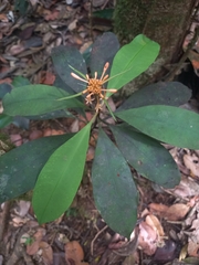 Carapichea ligularis