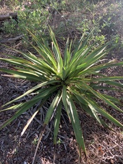 Yucca rupicola
