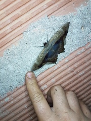 Feigeria maculicollis