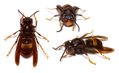 Vespa velutina nigrithorax