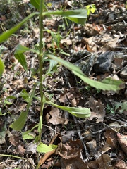 Physostegia virginiana
