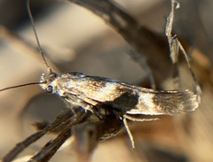 Scythris
