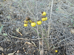 Solanum elaeagnifolium