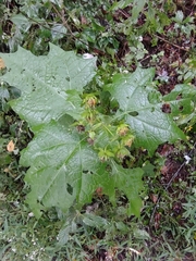 Smallanthus uvedalia