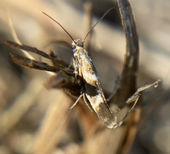Scythris