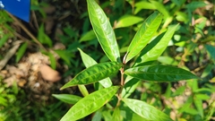 Strobilanthes schomburgkii