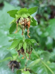 Smallanthus uvedalia