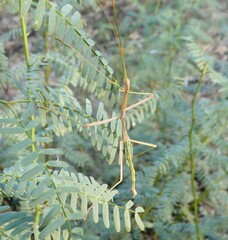 Megaphasma denticrus