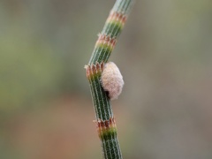 Coccoidea