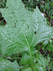 Smallanthus uvedalia