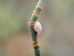 Coccoidea