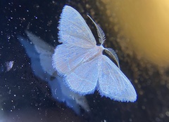 Chlorochlamys appellaria