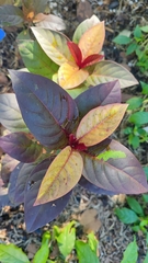 Graptophyllum pictum