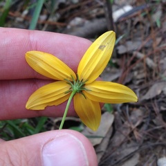 Bidens bicolor