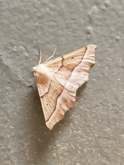 Tetracis jubararia