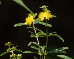 Hypericum prolificum