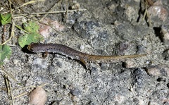 Hemidactylium scutatum