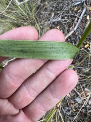 Nassella viridula