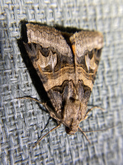 Drasteria divergens