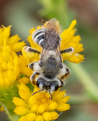 Callandrena