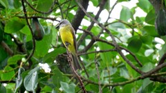 Myiozetetes granadensis