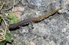 Hemidactylium scutatum