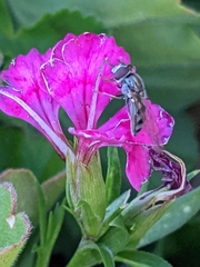 Platycheirus trichopus