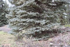 Picea