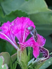 Platycheirus trichopus