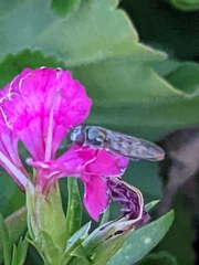 Platycheirus trichopus