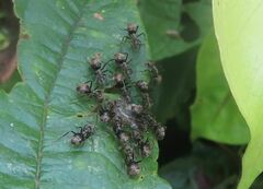 Dolichoderus mesonotalis