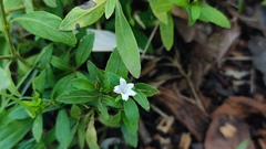 Strobilanthes japonica