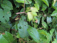 Dolichoderus mesonotalis