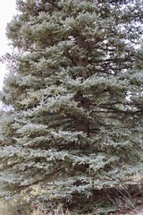Picea