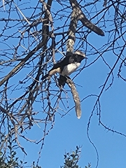 Oenanthe lugubris schalowi
