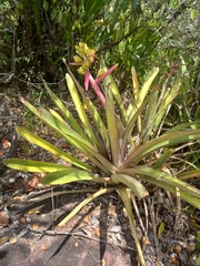 Aechmea aquilega