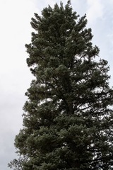 Picea