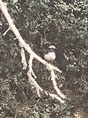 Oenanthe lugubris schalowi