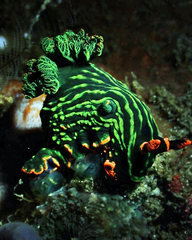Nembrotha kubaryana