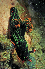 Nembrotha kubaryana