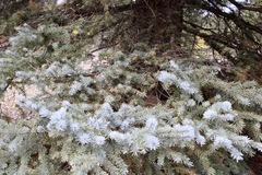 Picea
