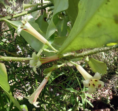 Alseuosmia macrophylla