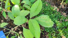 Suessenguthia multisetosa