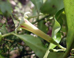 Alseuosmia macrophylla